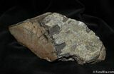 Large Chunk Of Polished Dinosaur Bone ( ounces) #1142-1